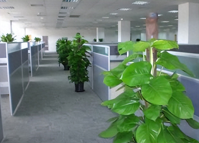 為什么企業喜歡綠植租賃或綠植租擺？